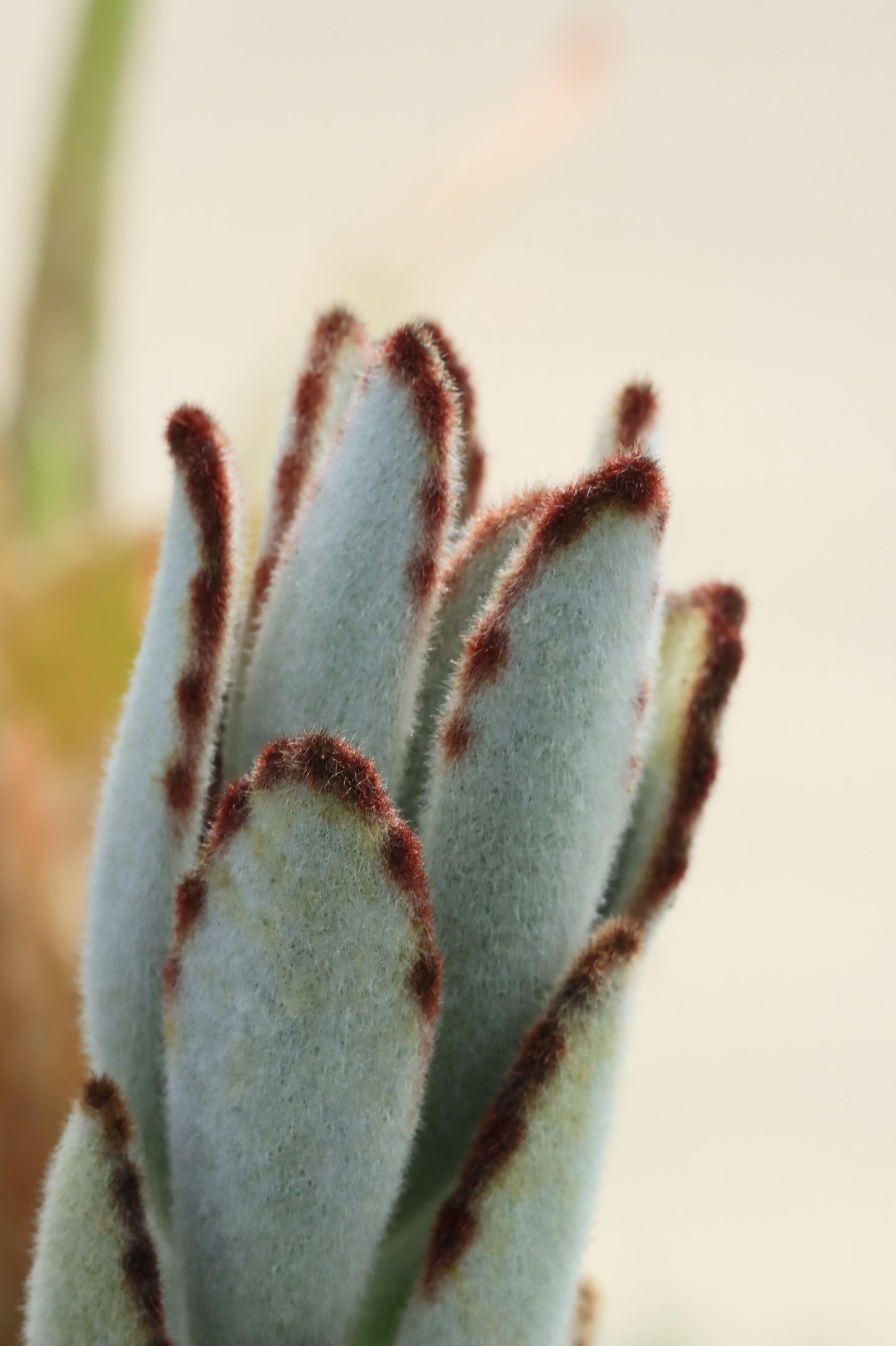 Succulent macro Panda Plant