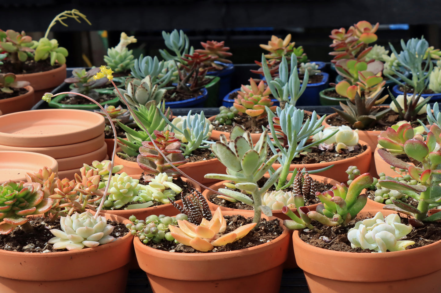 Succulents in terra cotta