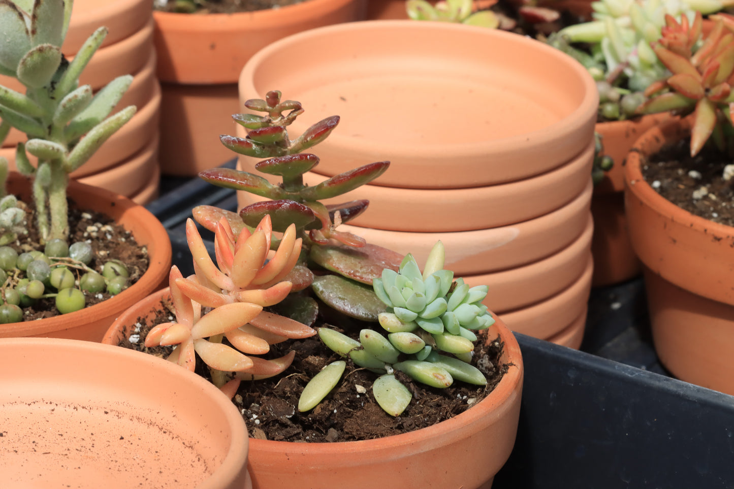 Succulents and terra cotta