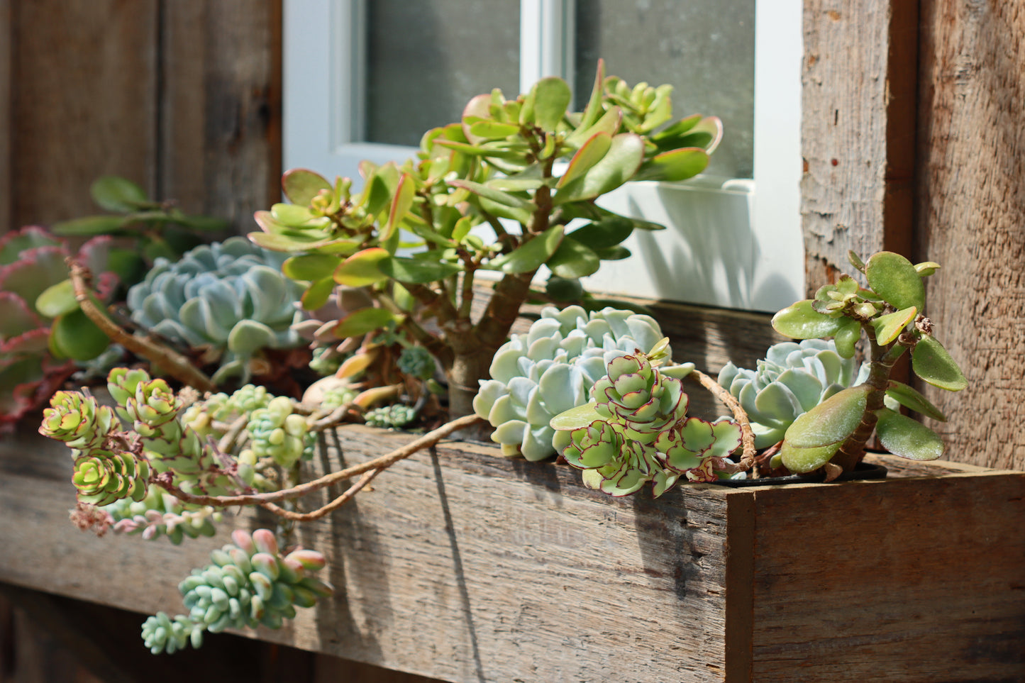 Succulent window box