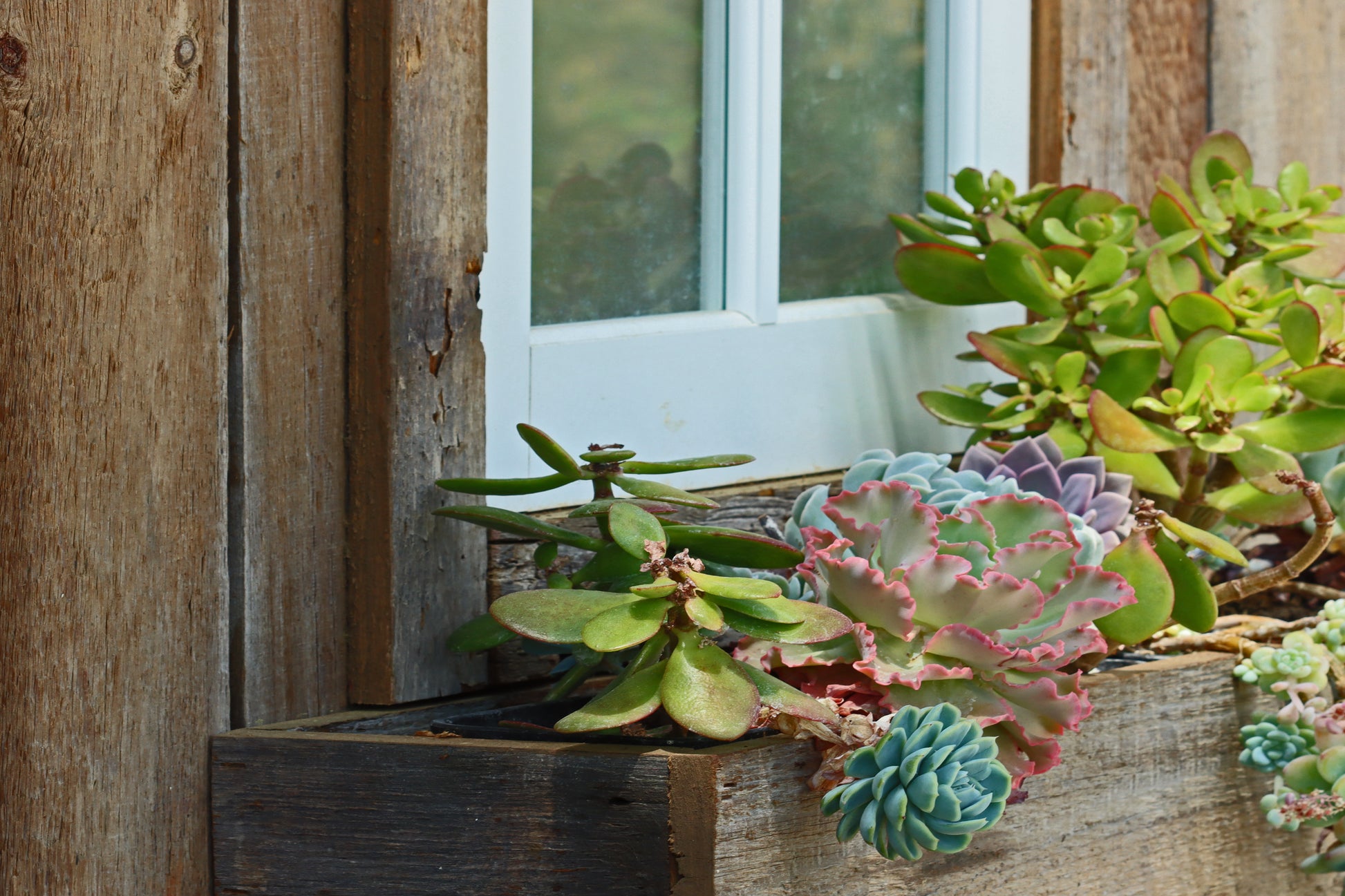 succulents in window boxes Succulent window box