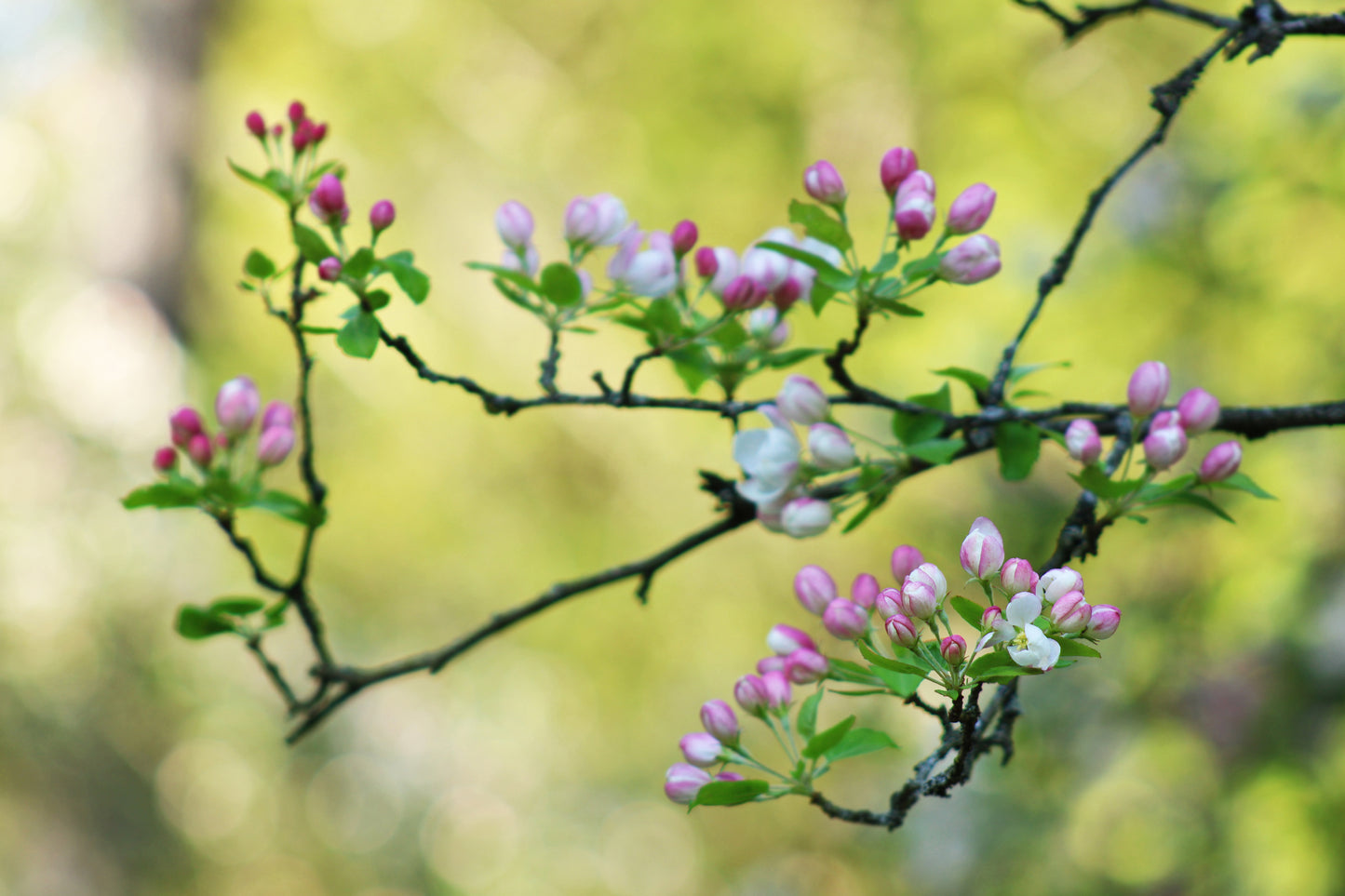 Sunlit crabapple