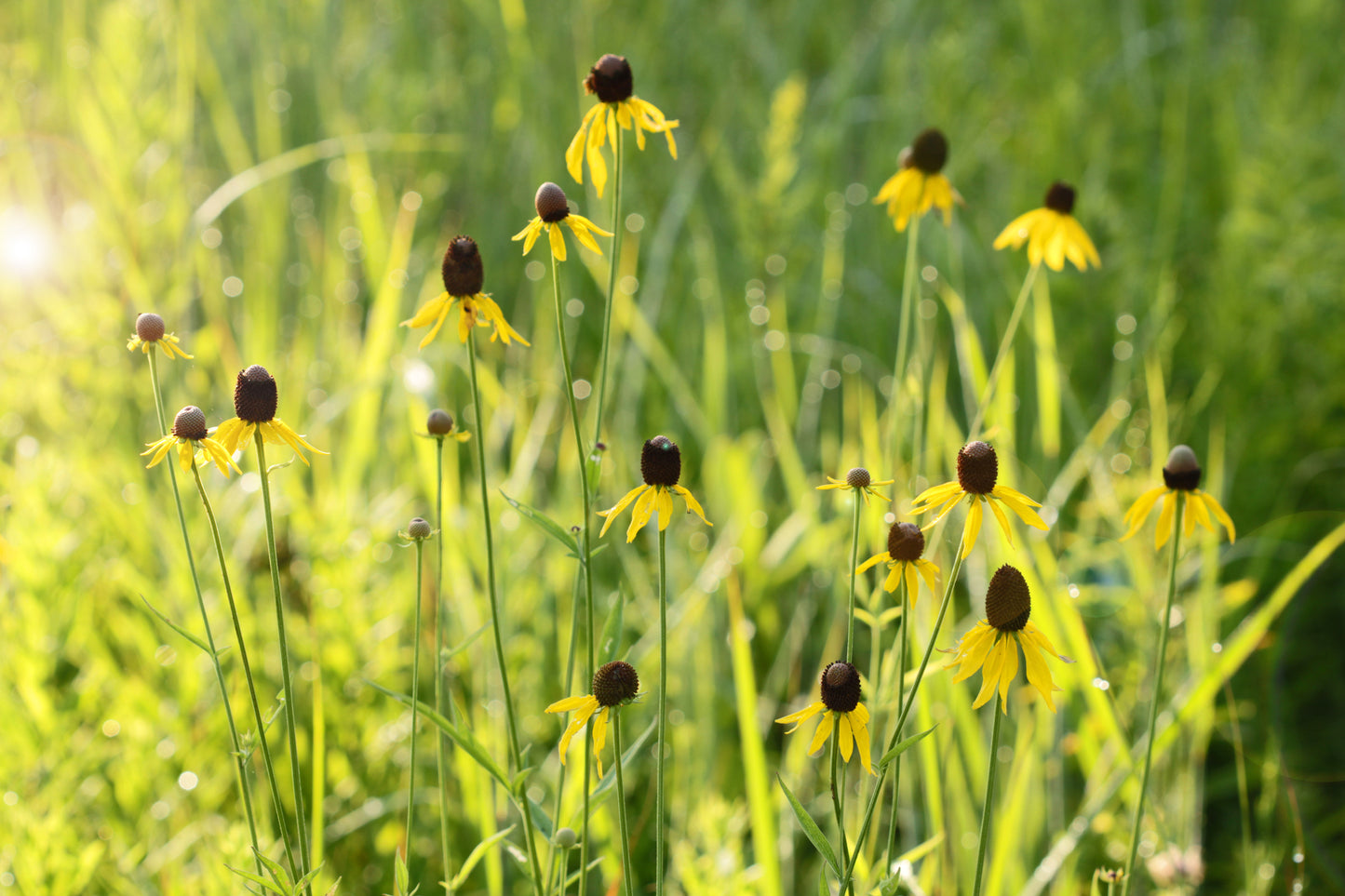 Sunny coneflowers