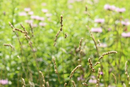 Meadow grass