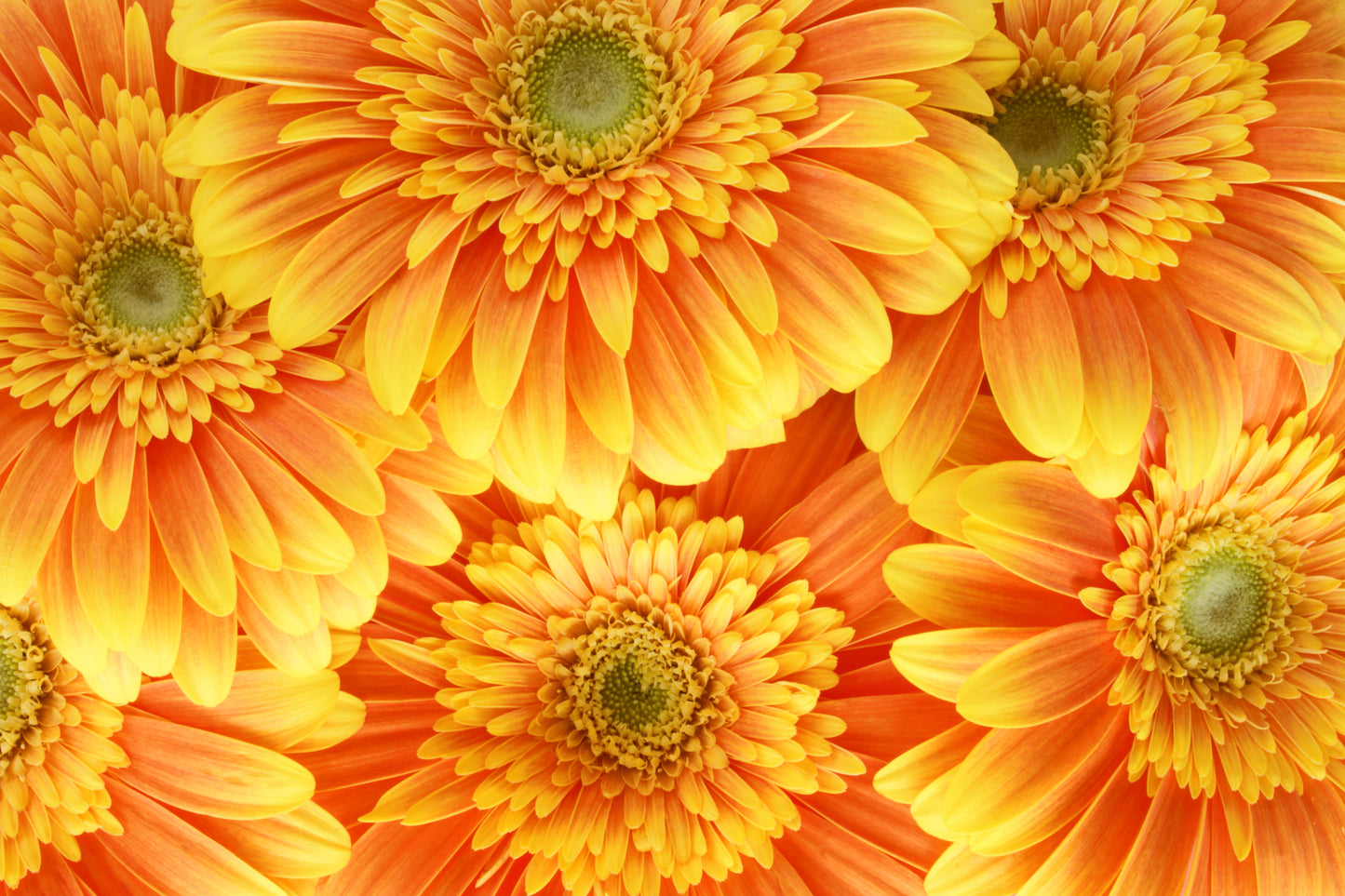 Gerbera's