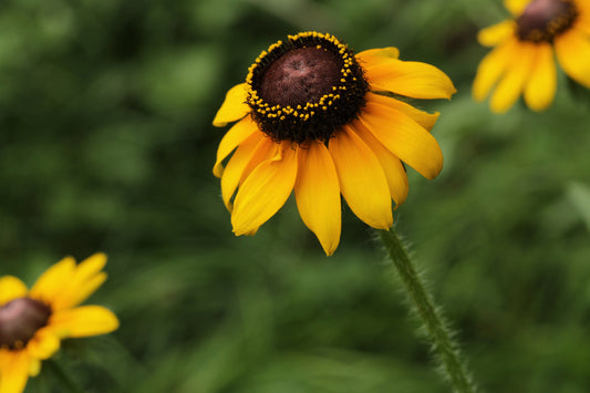 Black eyed Susan trio