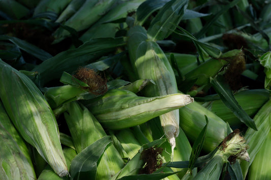 Sweet corn pile