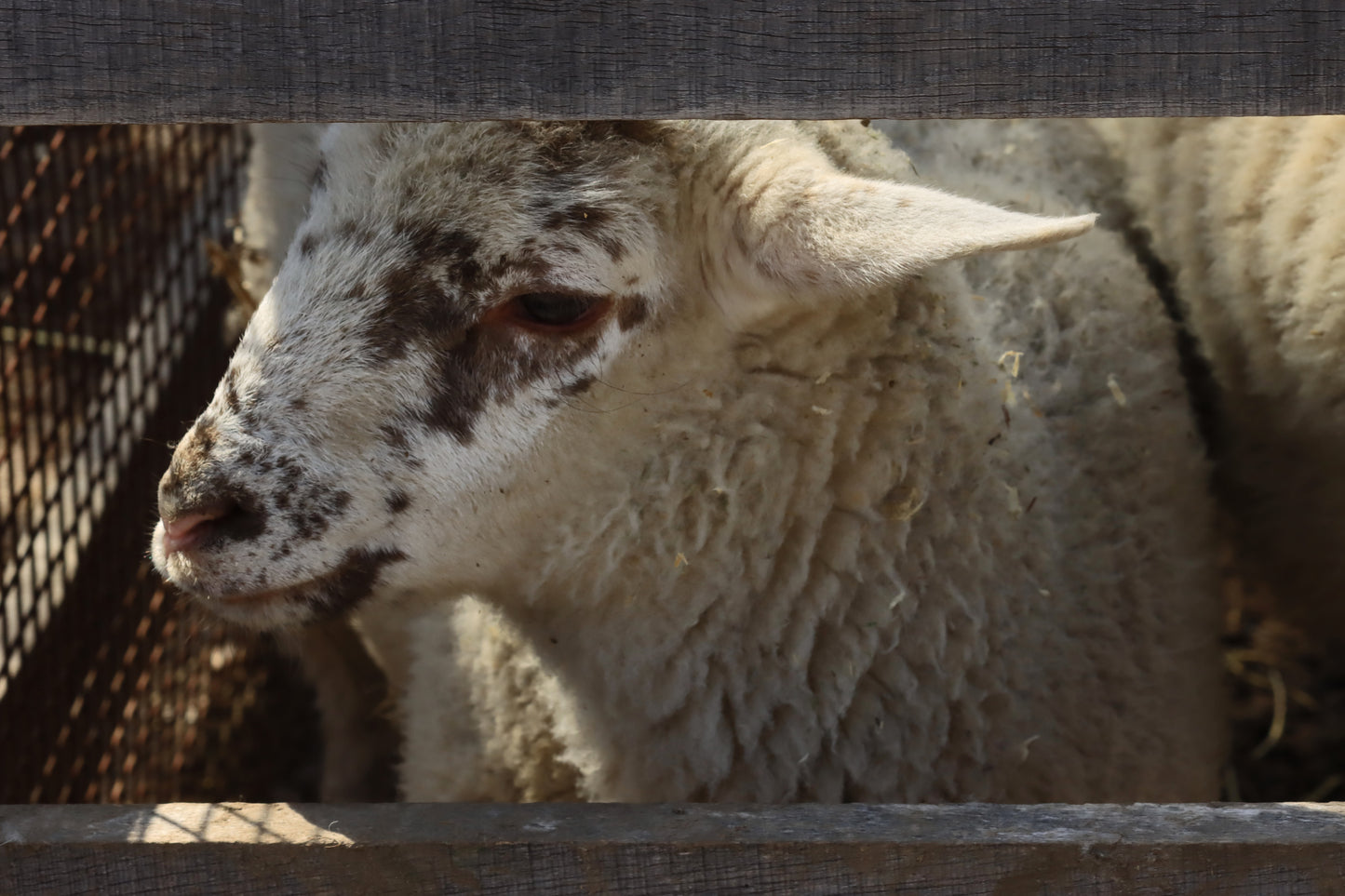 Lamb with a view