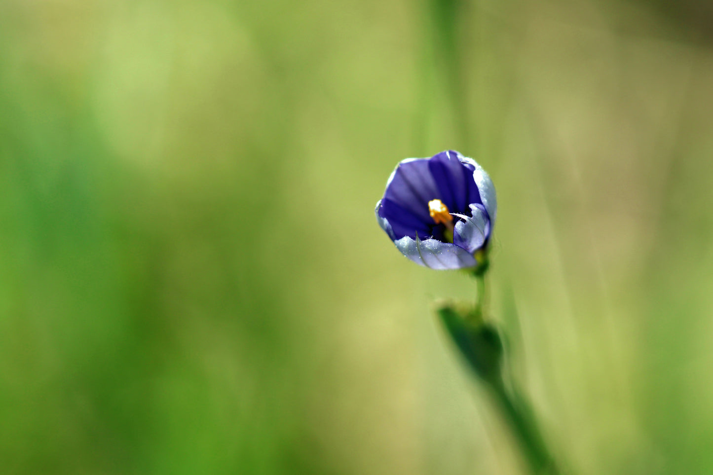 Strict blue-eyed grass