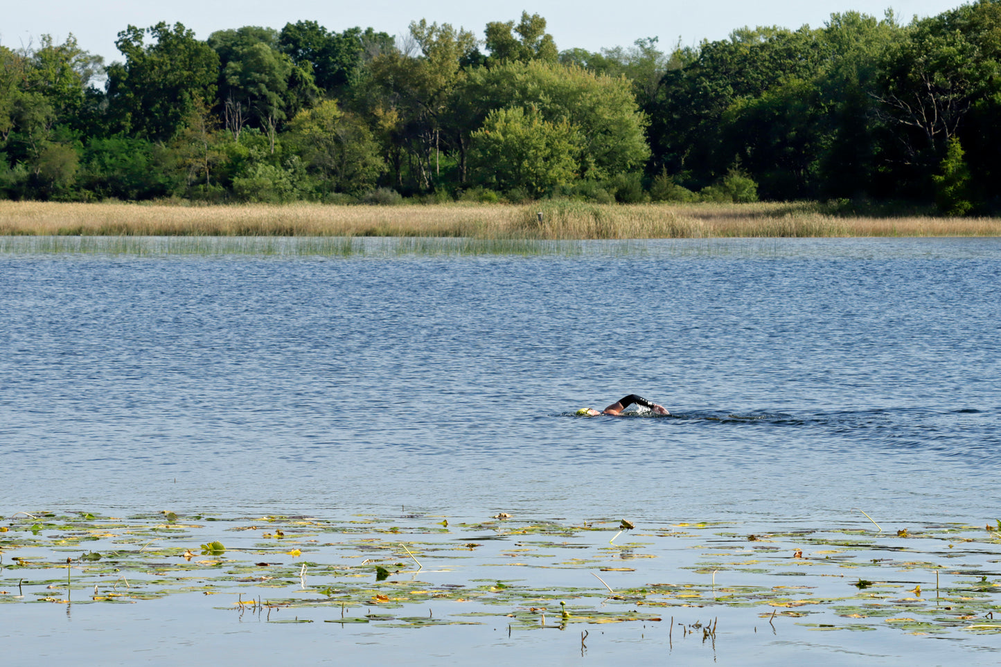 Swimmer in the lake