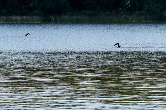 Triathletes swimming at Ottawa Lake