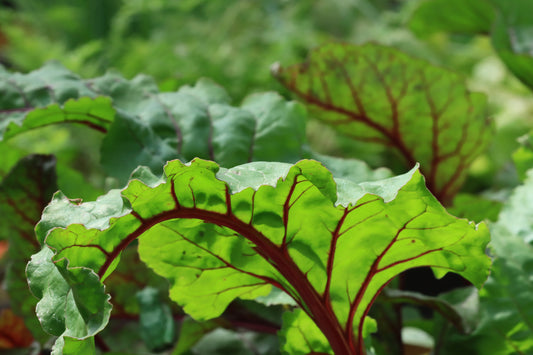 Swiss chard leaves