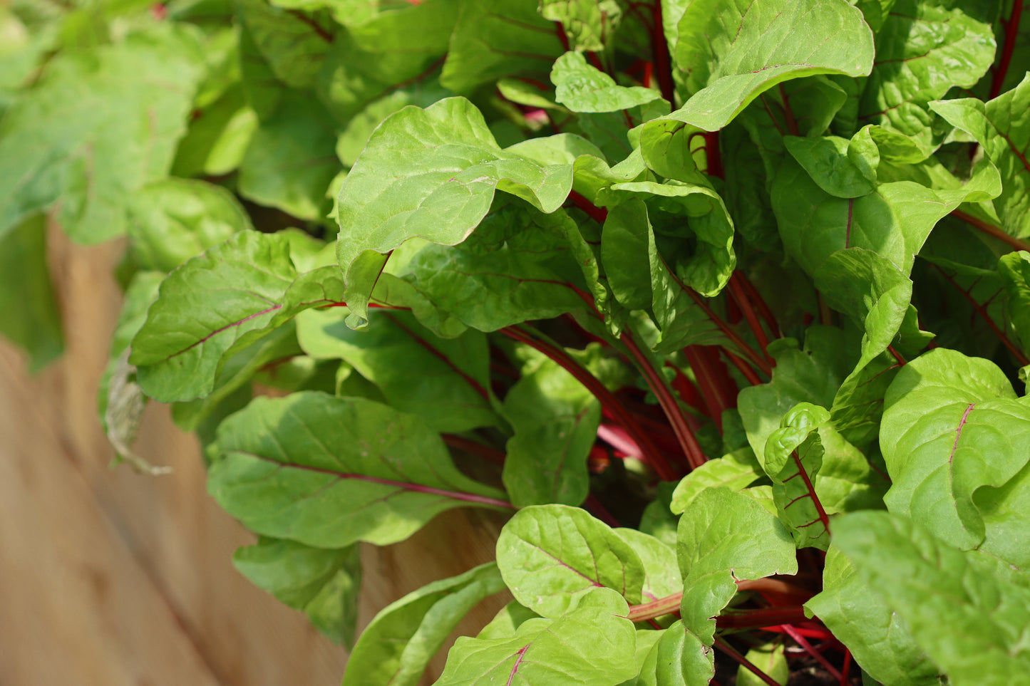 Swiss chard raised garden