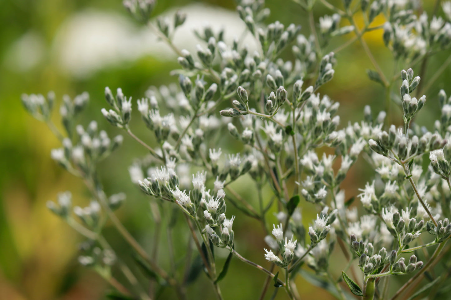 Tall boneset