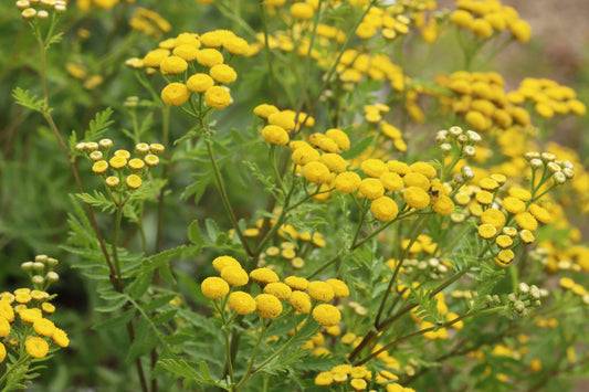 Yellow tansy