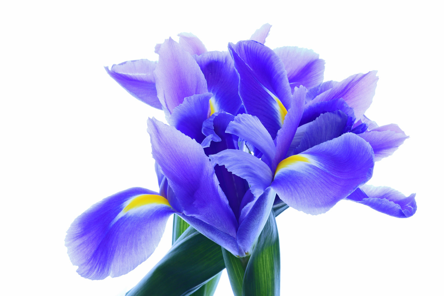 Iris bouquet