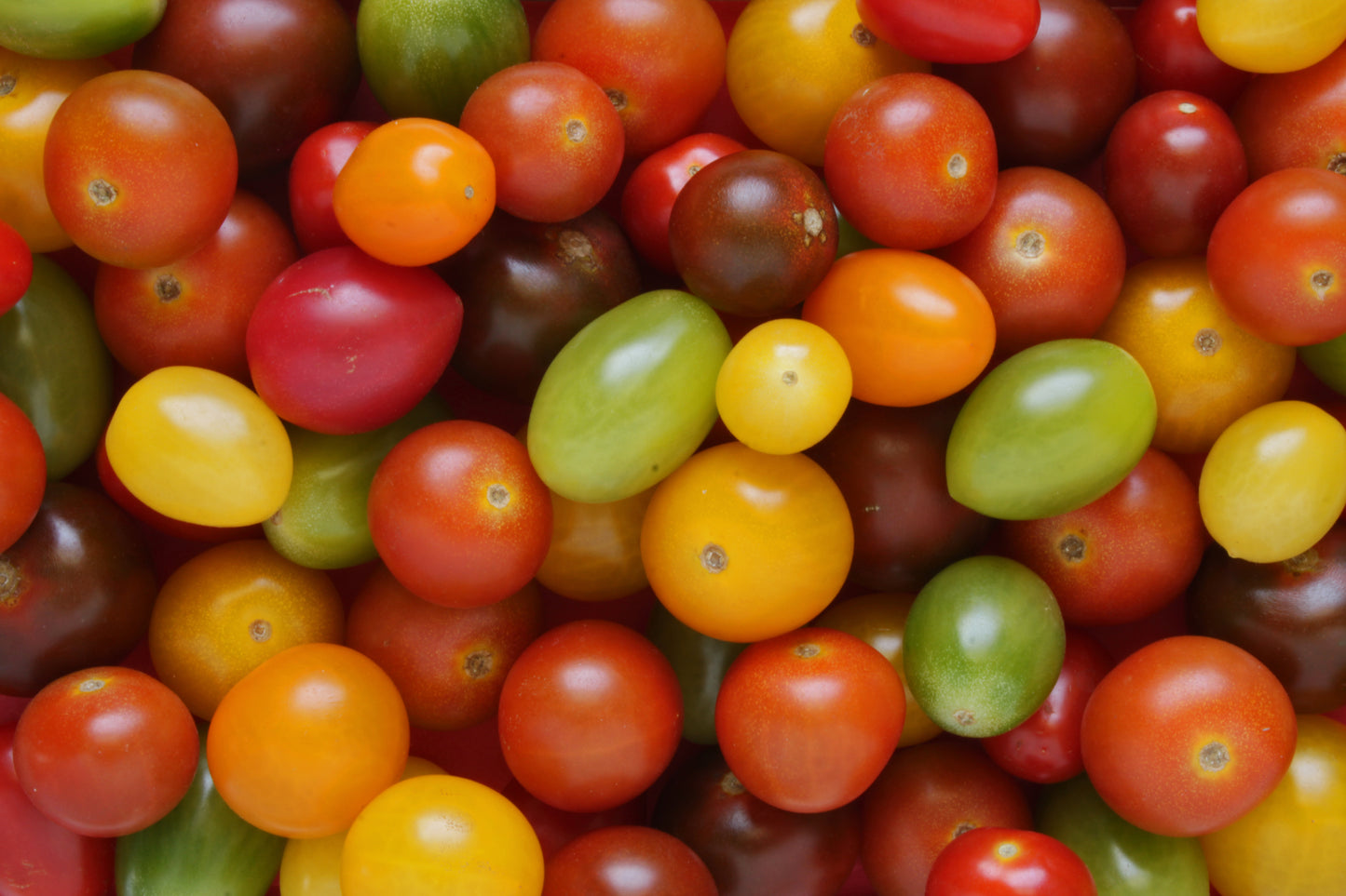 Rainbow cherry tomatoes