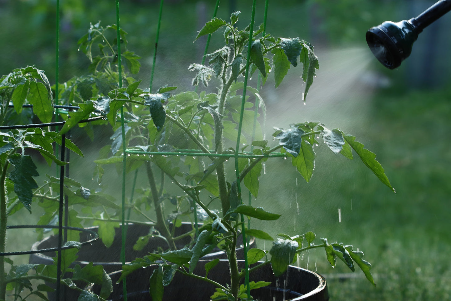 Watering the tomatoes