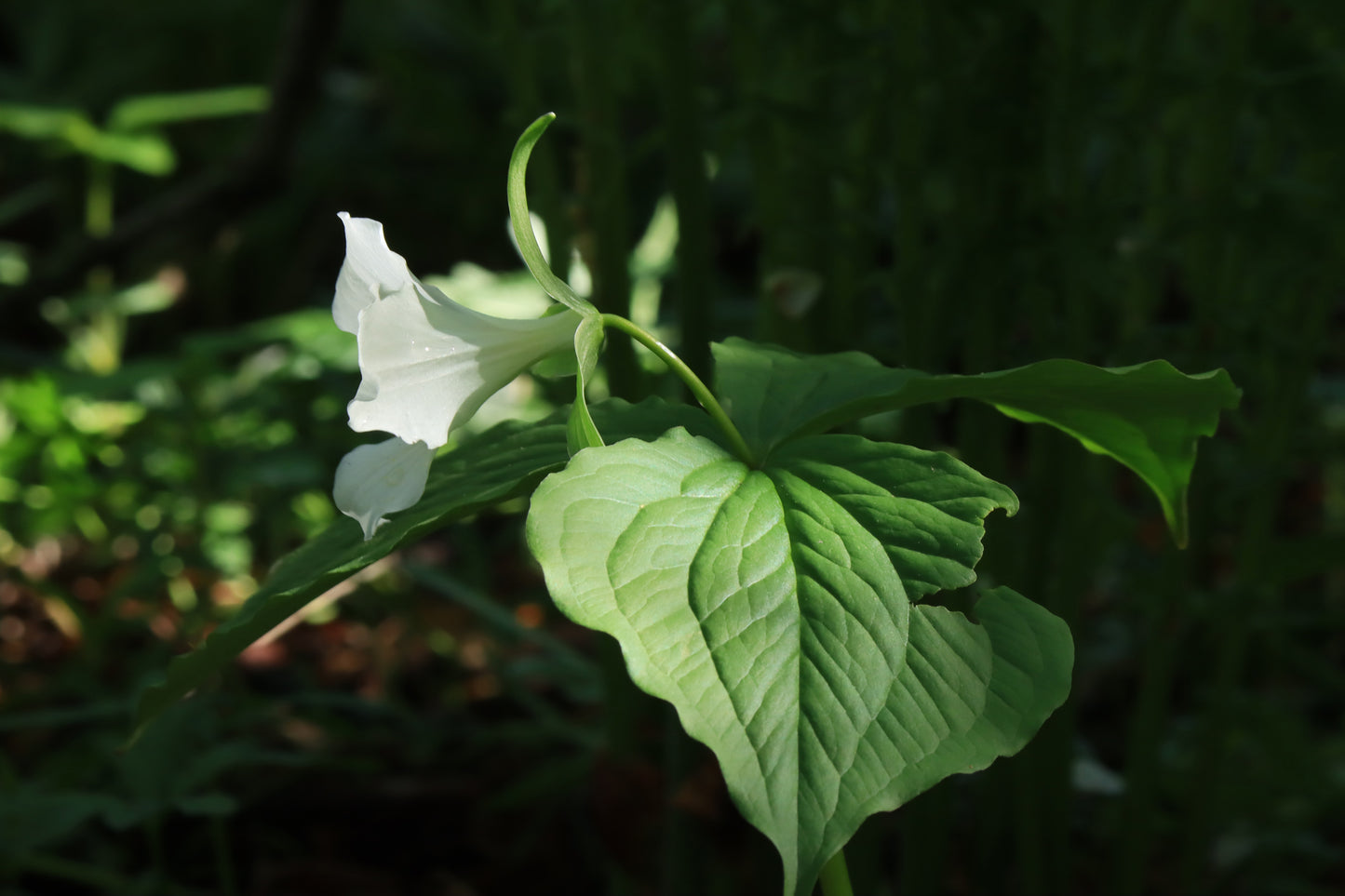 White trillium