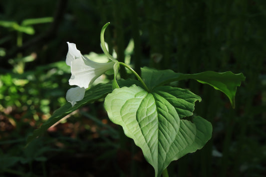 White trillium