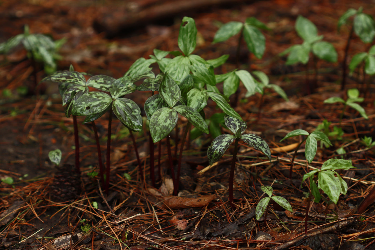 Tiny trilliums