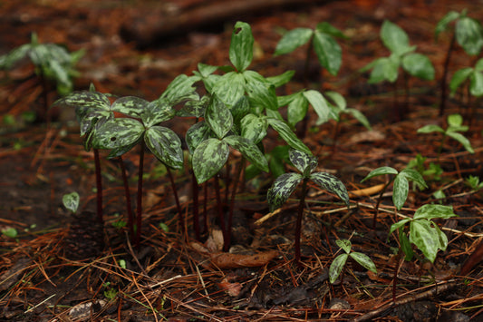 Tiny trilliums