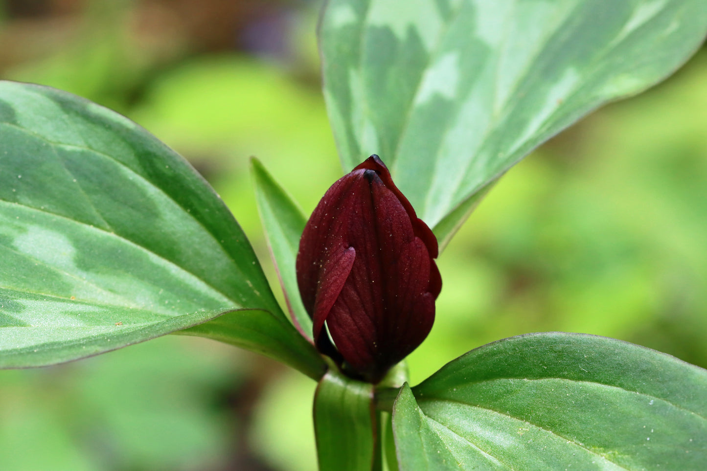 Red trillium