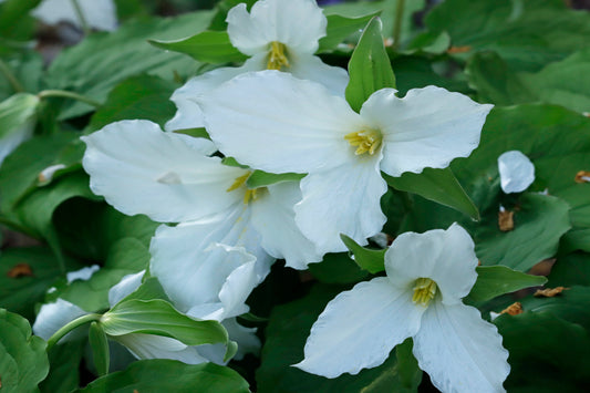 Trillium grandiflorum