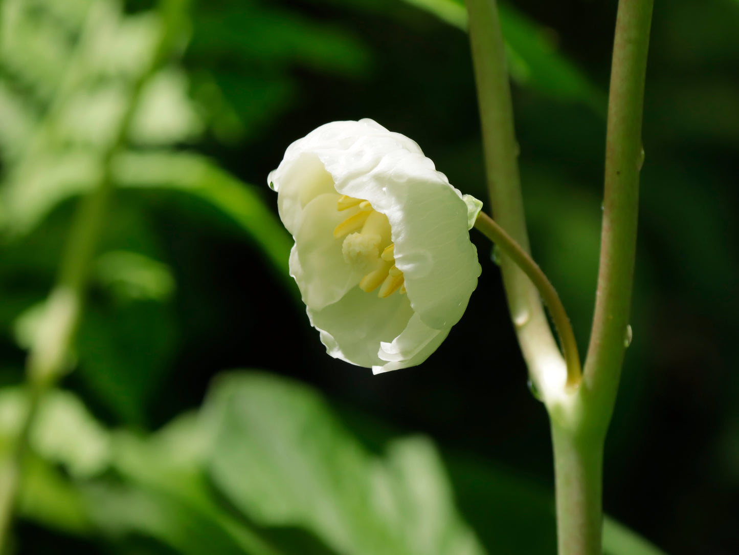 May Apple Blossom