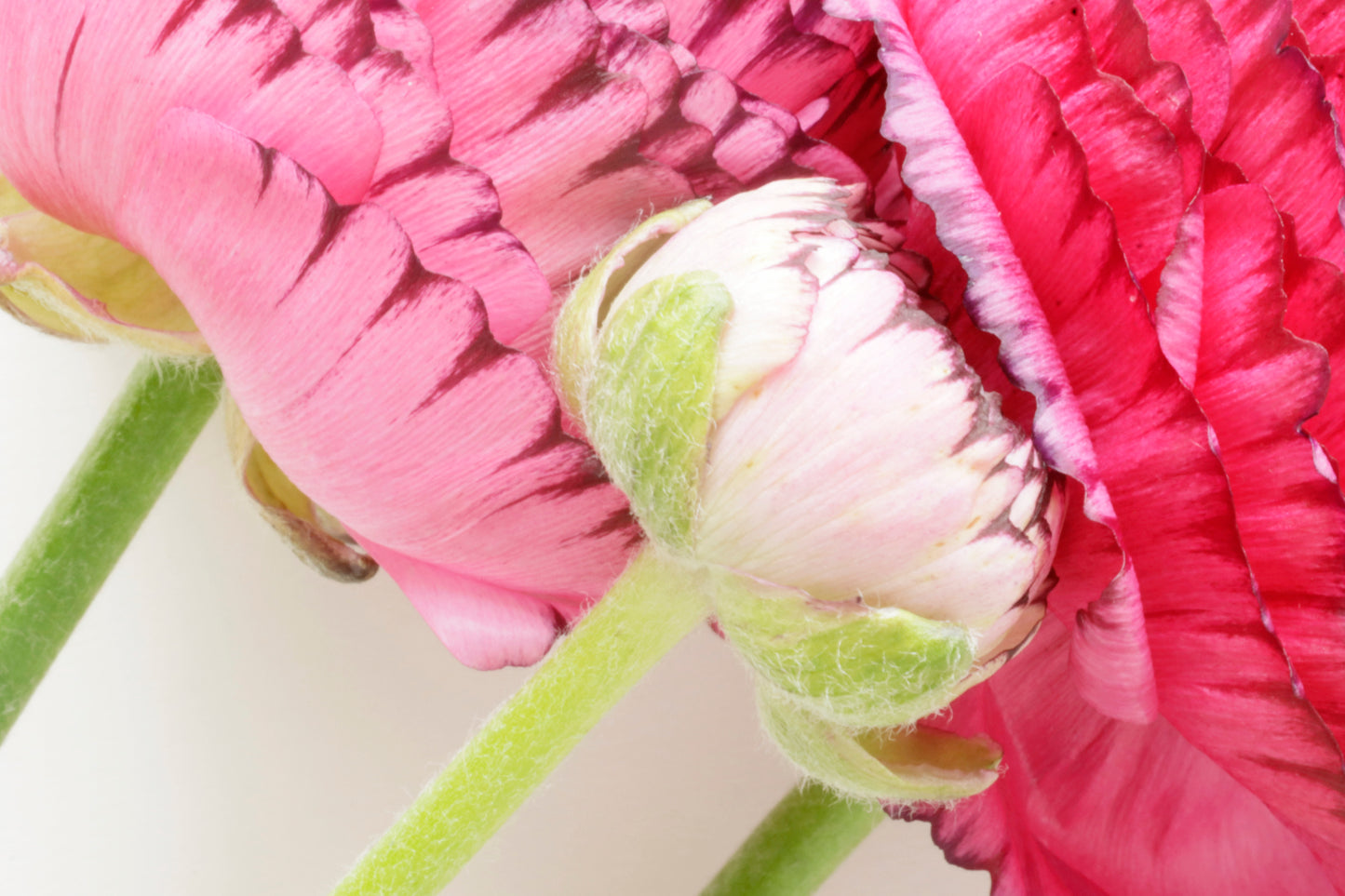 Ranunculus
