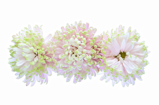 Chrysanthemums trio