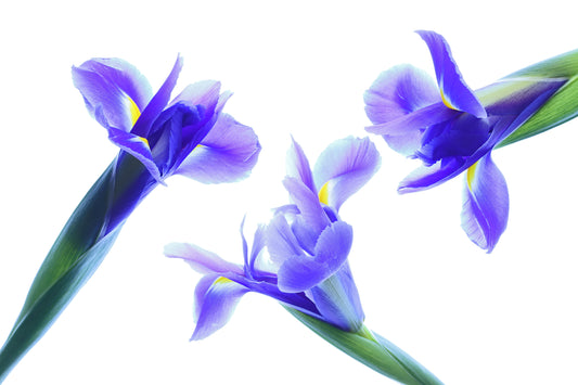 Siberian iris trio