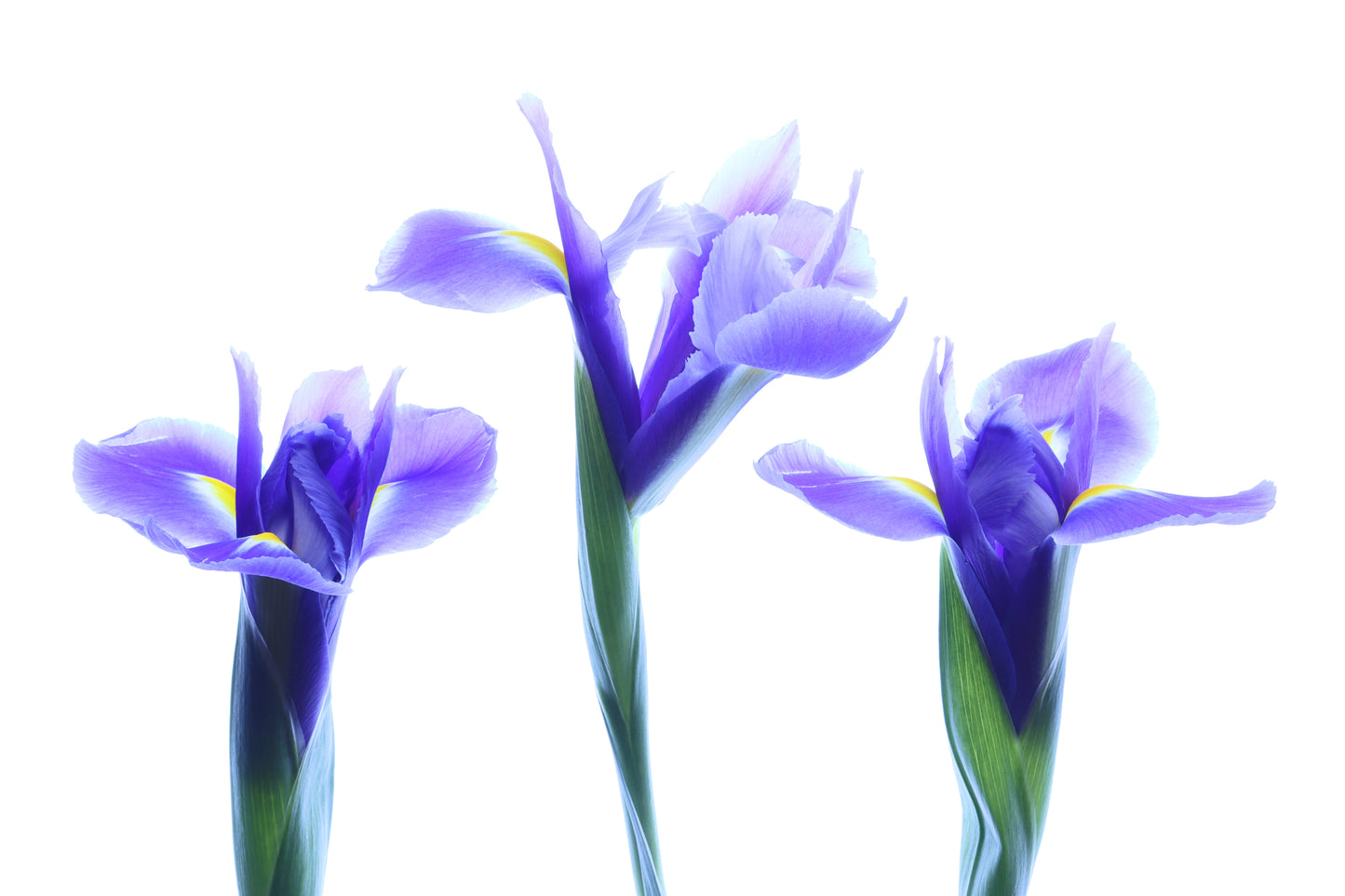 Siberian Iris