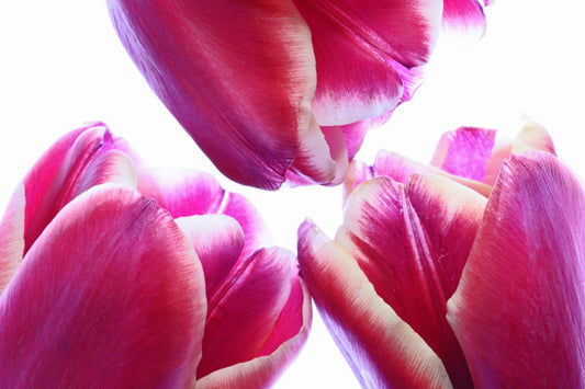 Wine colored tulips