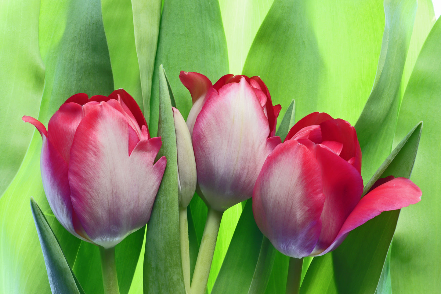 Tulips in the garden