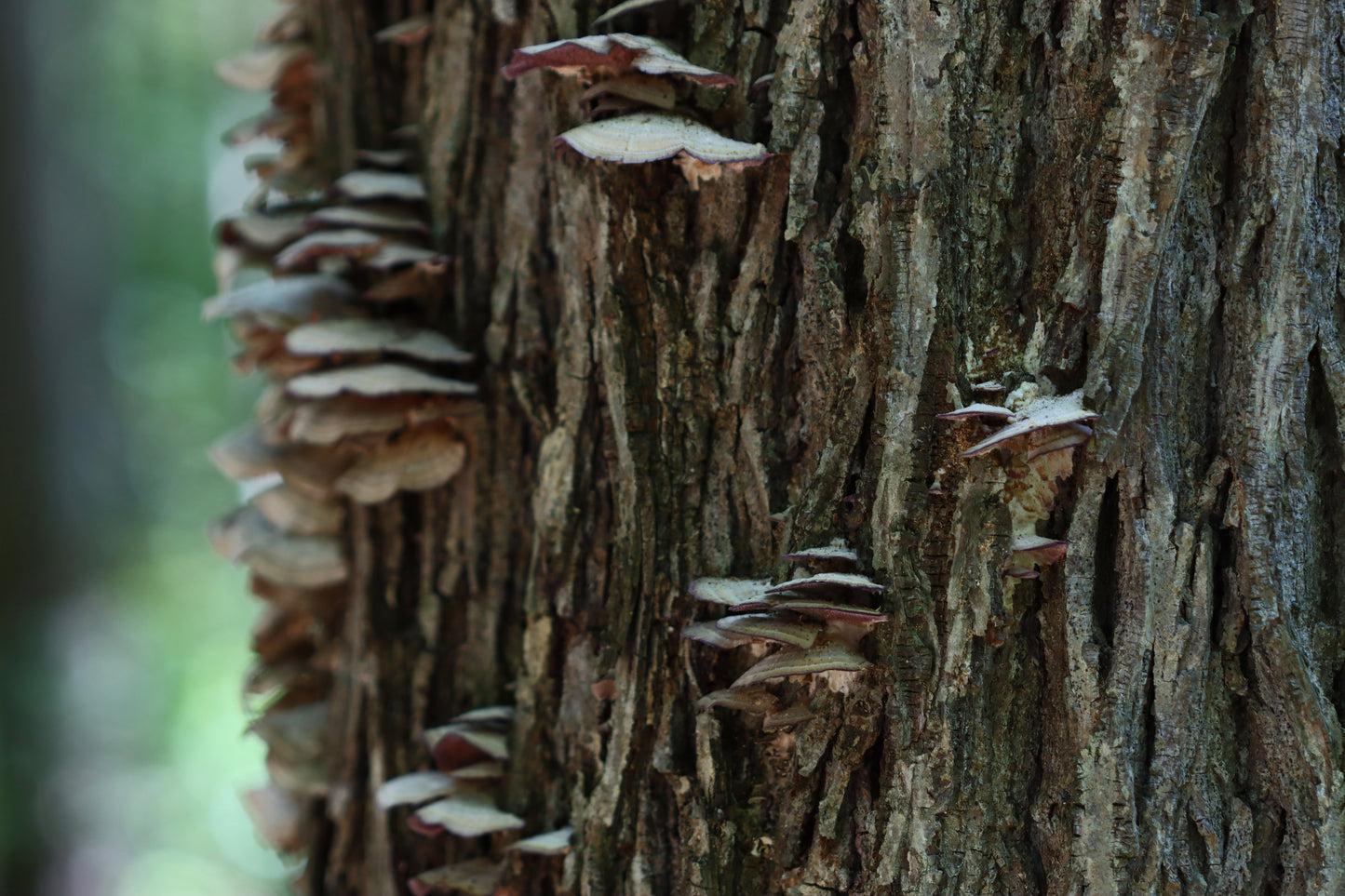 Bracket fungus