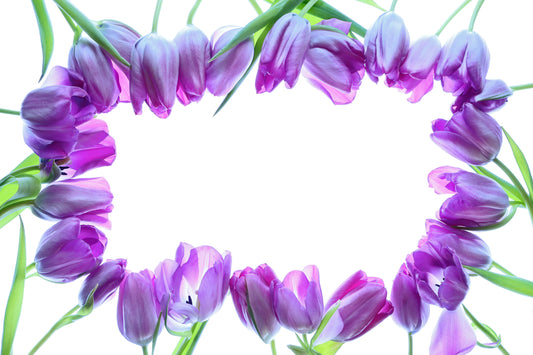 Purple tulip border/background