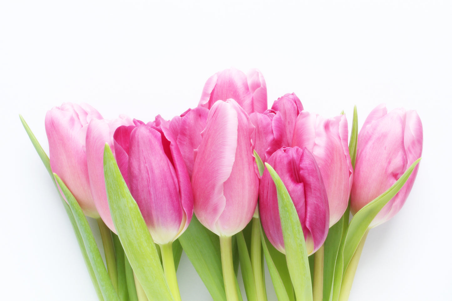 Pink tulips