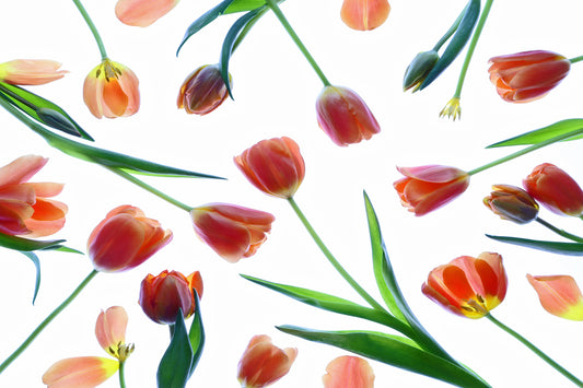 Tulips chaos