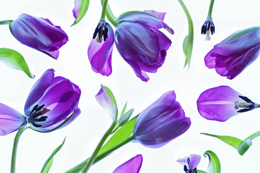 Purple tulip chaos