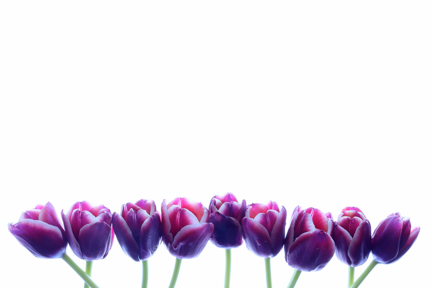 Purple tulip border