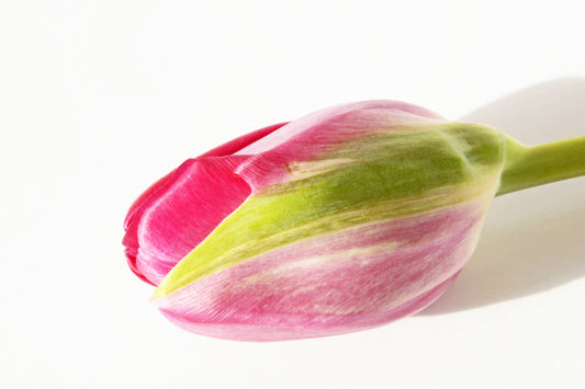 Tulip