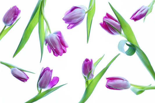 Tulip background