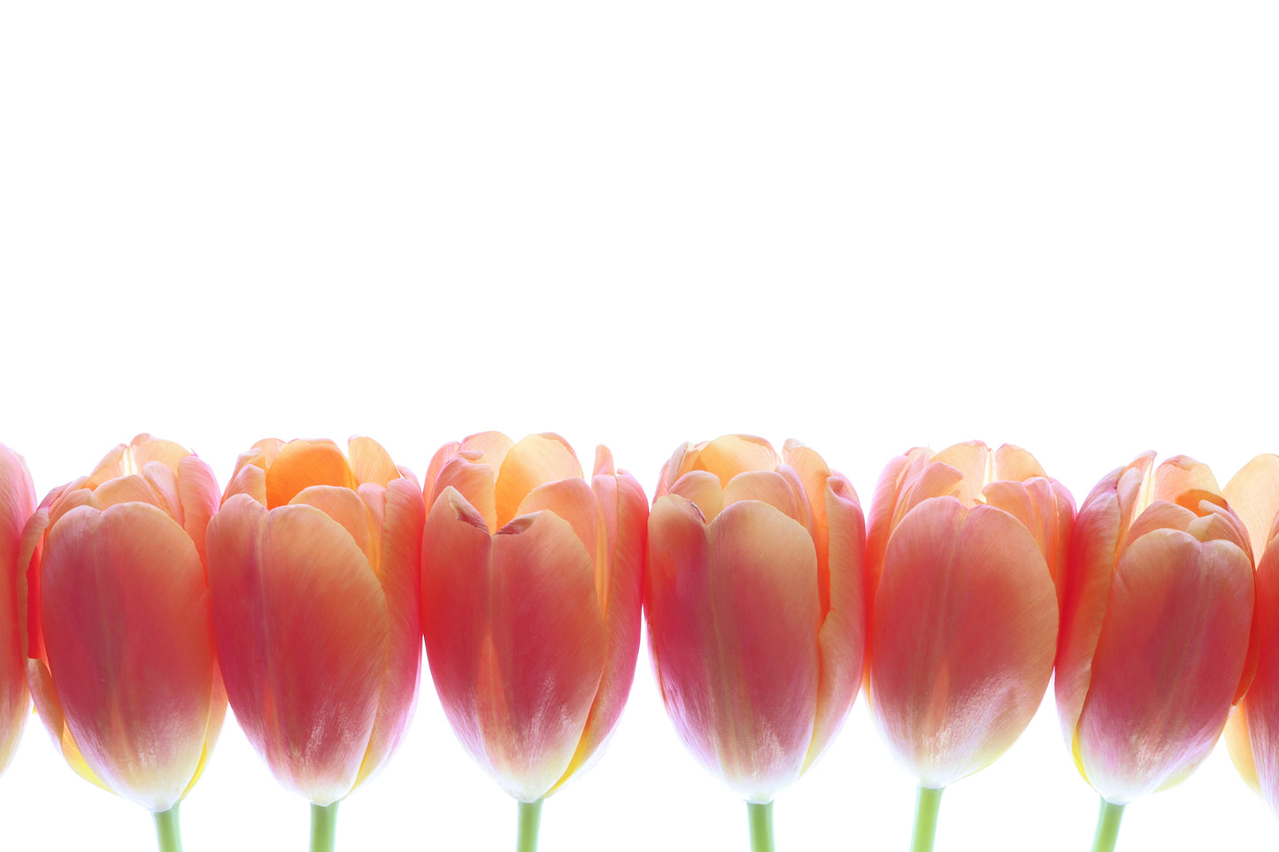 Tulips in a row