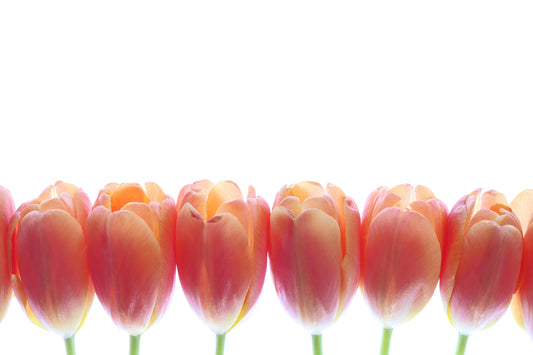 Tulips in a row