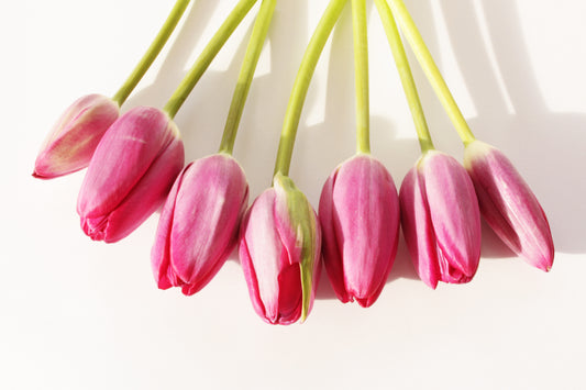 Pink tulips