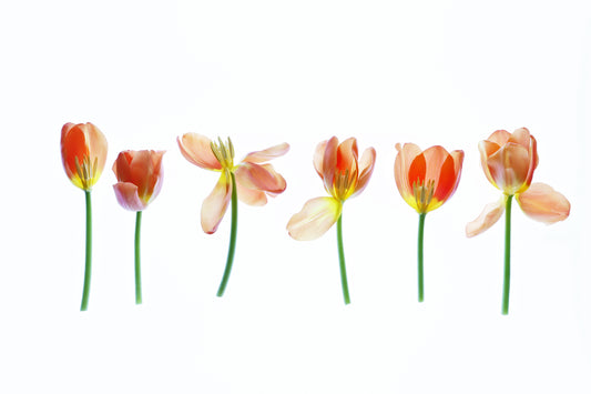 Tulips design