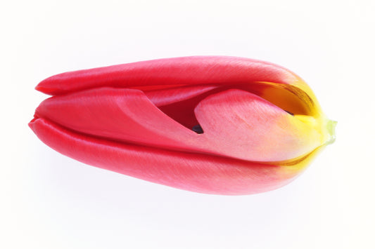 Fancy tulip
