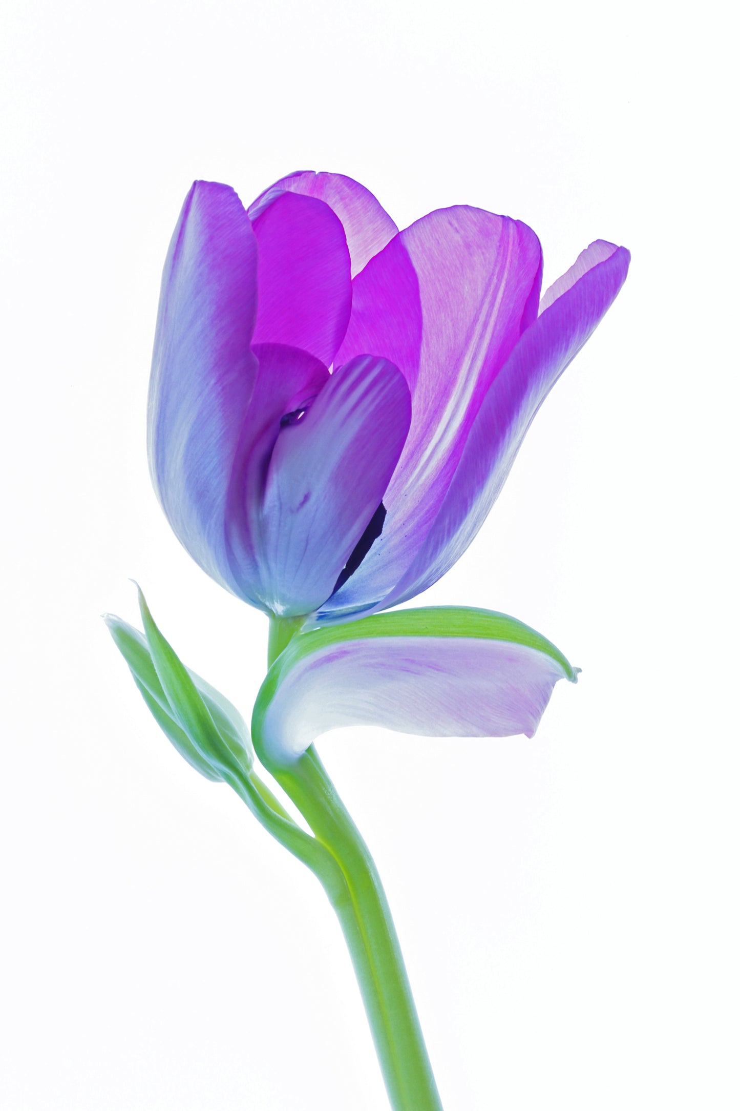 Single purple tulip