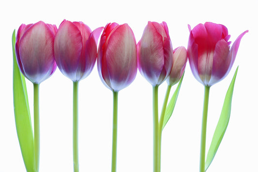 Tulips together